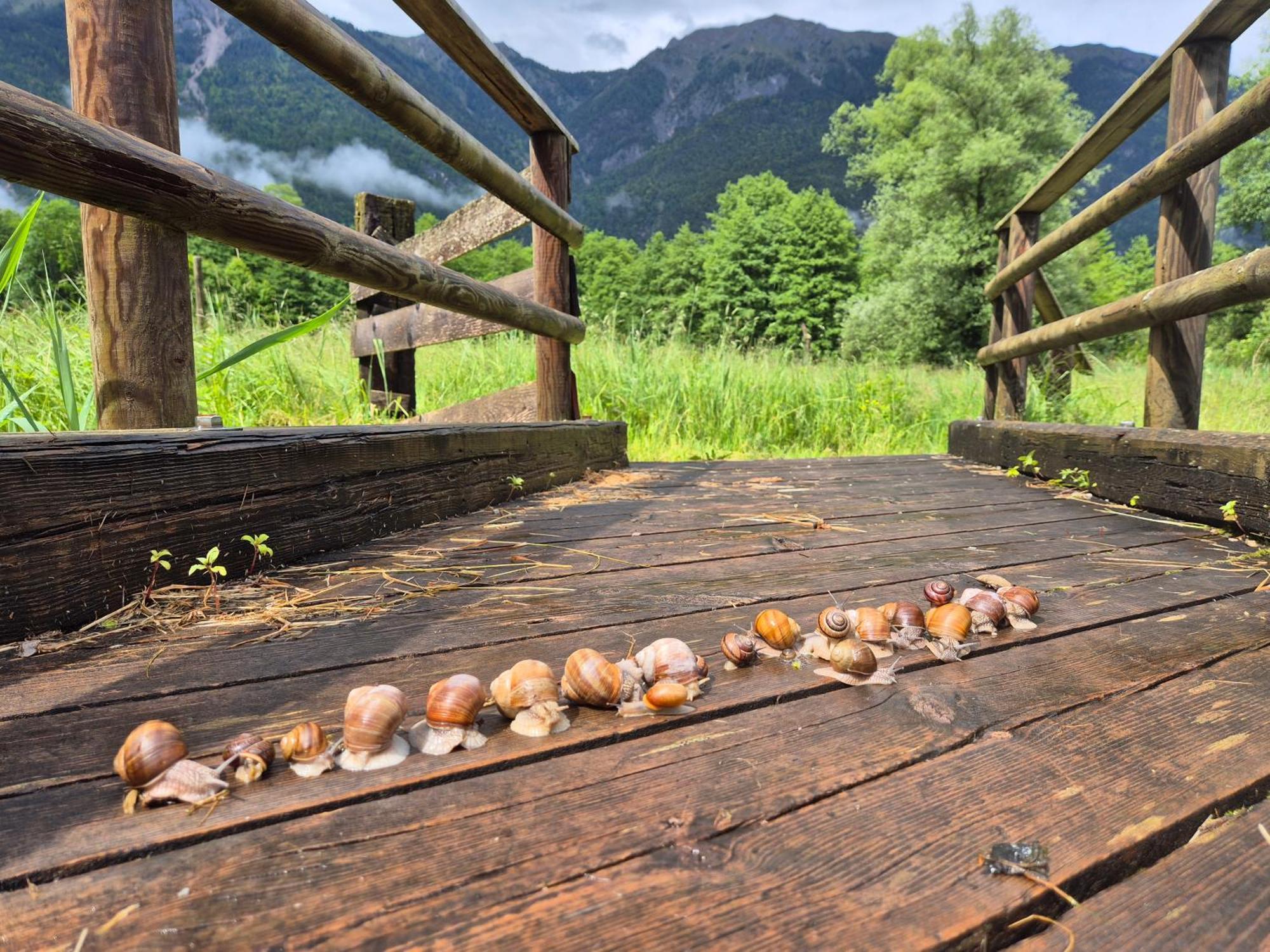 Appartamento Gaestehaus Seewinkel Presseggersee